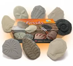 Fossiler i stein