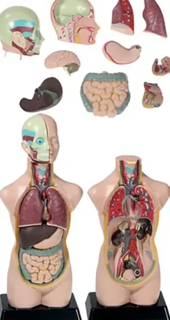 Mini-torso
